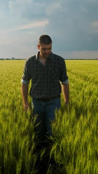 Young farmer walking in a green wheat field examining crop, vertical video.