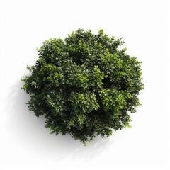 Obraz premium Circular trees isolated on a white background,created with generative ai tecnology.