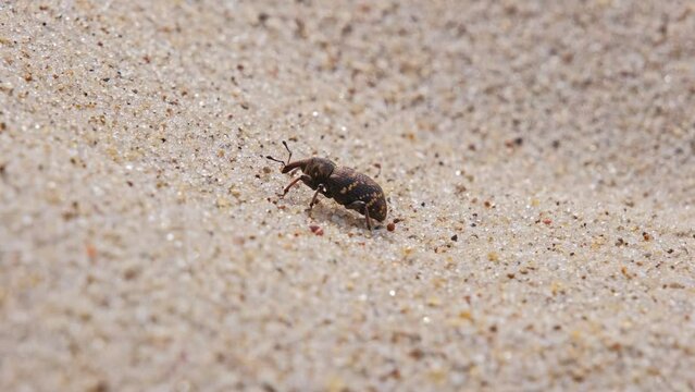 Pissodes Pini Weevil Beetle Bug Laboriously Slowly Climbing Up Beach Sand Dune