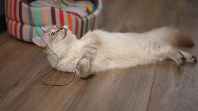 High angle view active fluffy cat playing with thread lying on parquet floor. Portrait of playful fawn purebred kitten having fun at home indoors