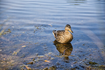 Fototapeta premium Female mallard in the pond