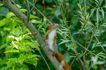 Zaintrygowana wiewiórka siedząca na gałązce drzewa planująca skok - obrazy, fototapety, plakaty