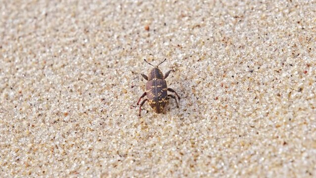 Pissodes Pini Weevil Beetle Bug Laboriously Slowly Climbing Up Beach Sand Dune
