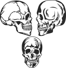 human skull vector