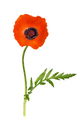 Red poppy flower and green leaf isolated on white or transparent background