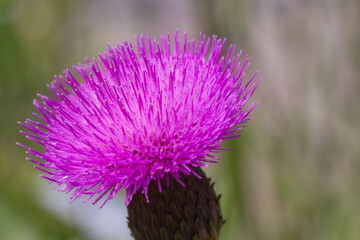 Purple thistle flower in meadow