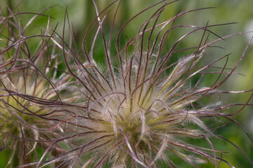 alpine pasqueflower in the meadow