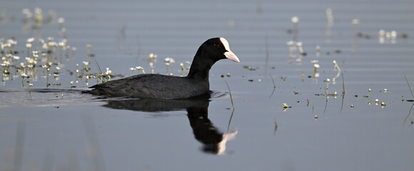 Blässralle, Blässhuhn // Eurasian coot (Fulica atra)