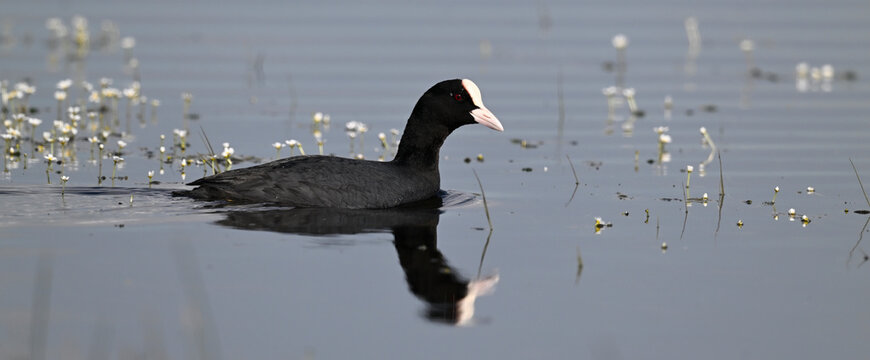 Bl&auml;ssralle, Bl&auml;sshuhn // Eurasian coot (Fulica atra)