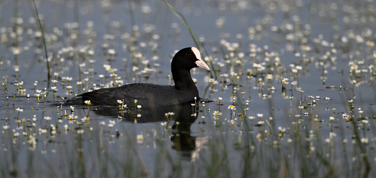 Common coot // Bl&auml;ssralle, Bl&auml;sshuhn (Fulica atra)