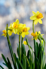 Beautiful Spring banner with fresh yellow daffodil flowers grow in pot on windowsill