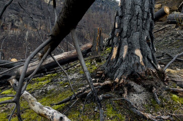 Forest after a devastating fire. Cut down charred trees rolling on the ground.