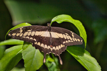 Fototapeta premium King swallowtail on a leaf