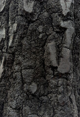 Fototapeta na wymiar Charred bark of pine. Forest after a devastating fire, macro sho