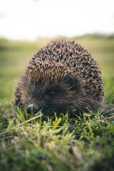 hedgehog in the grass