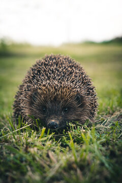 hedgehog in the grass