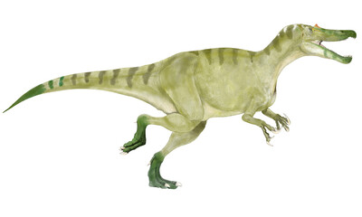 Naklejka premium 中生代白亜紀前期のイギリスに生息していた肉食恐竜。ガビアルのような顎と歯を持つ主に魚食性の大型恐竜。スピノサウルス科ではあるが、生息環境から、潜水して自由に泳ぎ回れる深さの河川は少なかったと思われ、最近の学説にあらわれたスピノサウルスのような潜水泳に適した体形ではなかったと思われる。バリオニクスは『重々しい爪』を意味する。
