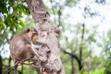 monkey on the tree eating