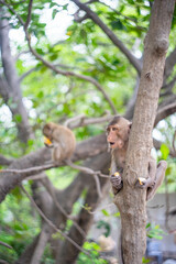 Obraz premium monkey on the tree eating