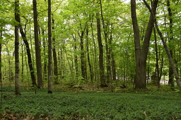 A deciduous forest in spring, Montmagny, Québec, Canada
