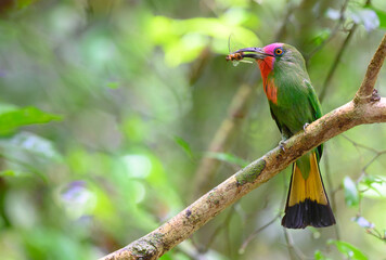  Red-bearded Bee-eater ( Nyctyornis amictus) eat insect on  tree branch ,Thailand
