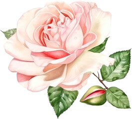 rose flowers watercolor isolated