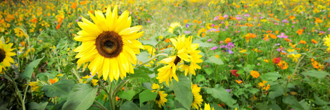 Field of sunflowers and wild flowers, panoramic summer web banner