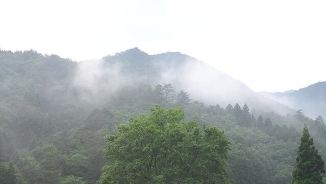 山の霧