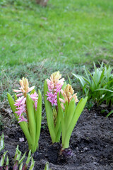Fototapeta premium photo of Hyacinthus orientalis growing in a flowerbed