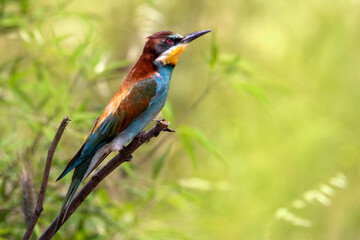 A multicolored European bee-eater resting on a chaste tree branch near its nest. Merops apiastrer. Migratory birds.