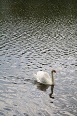photo of a swan floating on water