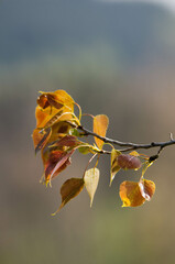 pola, mak, czerwień, lato, hayfield, roślin, zółty, kwiat, barwa, flora, kwiatowy, pora roku, daisies,Mak, rzepak, kwiaty na łące, rolnictwo, olej rzepakowy, kwiaty, roślinność, różowe kwiaty, art, de © Freshfanpage