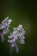 pola, mak, czerwień, lato, hayfield, roślin, zółty, kwiat, barwa, flora, kwiatowy, pora roku, daisies,Mak, rzepak, kwiaty na łące, rolnictwo, olej rzepakowy, kwiaty, roślinność, różowe kwiaty, art, de © Freshfanpage