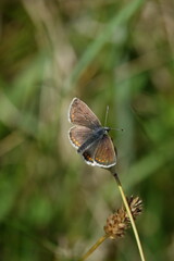 Durham brown argus butterfly (Arica artaxerxws) rare sub species of the brown argus butterfly