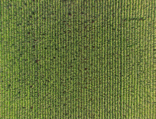 Field with rows of plants creating a geometric vertical stripe pattern with geen crops growing in a field, aerial view. Beautiful scenery, which can be used as a background with space for text. - 609957116