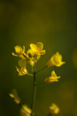 Rzepak, żółty kwiat
