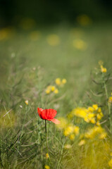 Maki na łące, polne kwiaty, czerwony mak © Freshfanpage