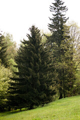 Fototapeta na wymiar drzewo iglaste, świerk, sosna, zielone igły