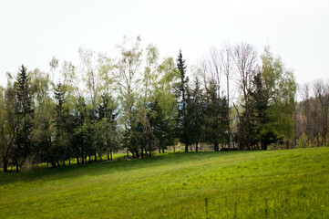 Droga leśna, lasy, las, krajobraz, łąki