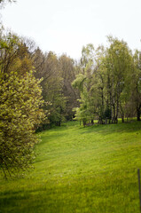 Fototapeta na wymiar Droga leśna, lasy, las, krajobraz, łąki