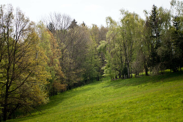 Fototapeta na wymiar Droga leśna, lasy, las, krajobraz, łąki