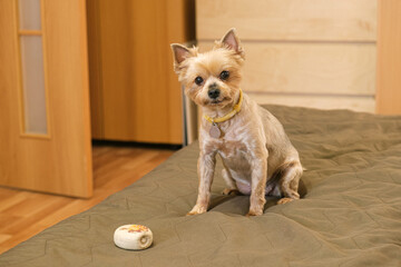 Portrait of older Yorkshire terrier. Small dog on the couch looks at the owner to play with it. Dog is bored and wants to play