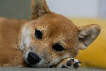 可愛い柴犬の子犬