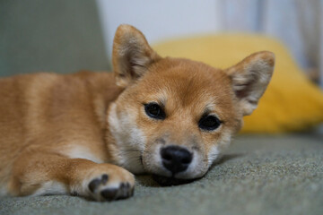 可愛い柴犬の子犬