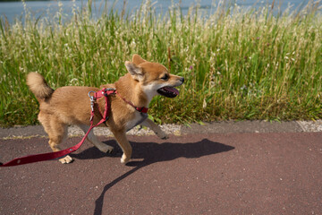 可愛い柴犬の子犬