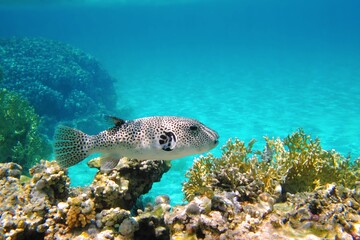 Blue tropical ocean with coral reef. White spotted venomous fish - Pufferfish (Stellate puffer,...