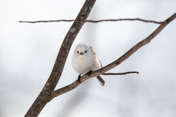雪の妖精　シマエナガ２