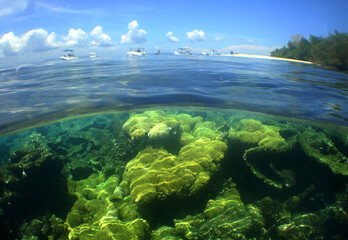 Fototapeta na wymiar a beautiful reef on an island in the caribbean sea
