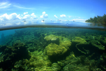 a beautiful reef on an island in the caribbean sea