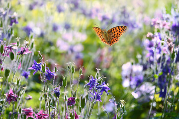Schmetterling 1090 © K.-U. Häßler